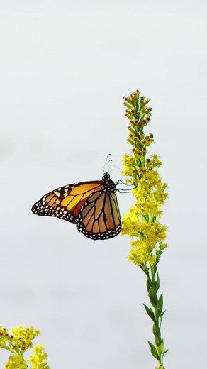 At first glance, this butterfly looks like a monarch butterfly, but it is actually a viceroy butterfly. These butterflies "mimic" the monarch, which is like the viceroy, in that it is unpalatable to predators. Therefore, both butterflies benefit from this unique pattern. This pollinator was filmed in Bayou Sauvage National Wildlife Refuge, a protected area inside the city limits of New Orleans, Louisiana. 📸 and caption by Ian Shive Photography | Discovery
