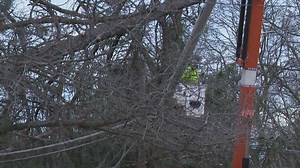 Tree falls on powerline near home in Perry District