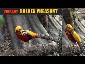 Stunning look of Golden Pheasant in a garden | Rare bird |