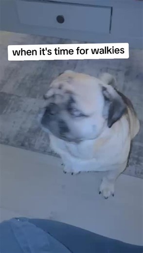 Pug Walkies: Fun Adventures with Your Furry Friend