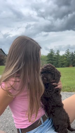5.5K views · 79 reactions | The best of everything! I love this breed! ❤️ Now accepting reservations for ALL 2024 litters. | Colonial Village Labradoodles | Facebook