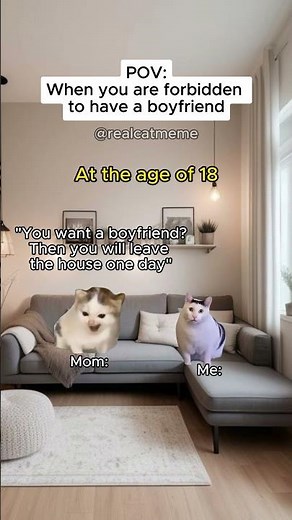 CAT MEMES 🐱 When you are forbidden to have a boyfriend #shorts #catmemes #relatable