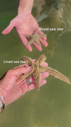 Exploring Underwater Treasures with Tracie: Sea Stars Galore!