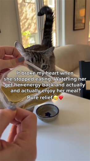 We feed Smalls to our own cats. It’s fresh, cat-first food made by people who get what cats biologically need. | Smalls