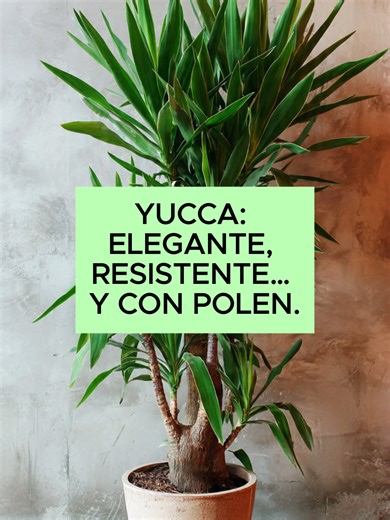 Yucca: elegante, resistente… y con polen. La Yucca es una de las plantas de interior más populares por su aspecto moderno y su resistencia. Pero hay algo que casi nadie te cuenta. cuando florece, produce polen. ¿La Yucca produce polen? Sí. Aunque no florece con frecuencia en interiores, cuando lo hace: - Genera flores blancas en forma de campana - Produce polen que puede afectar a personas sensibles ¿Puede causar alergias? En personas alérgicas o asmáticas: - Estornudos - Congestión nasal - Irri