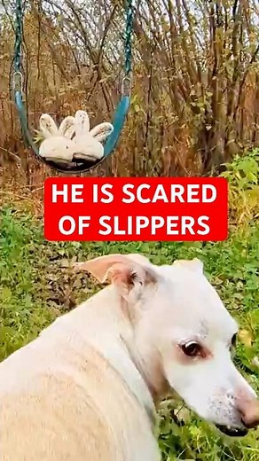 My Chihuahua Dog is Scared of Bunny Slippers 😂 #funnyvideo #Chihuahua #dogshorts