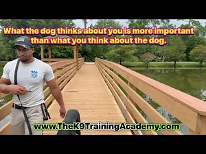 Advanced Obedience Dog Training at The K9 Training Academy