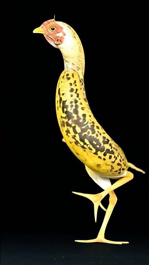 Chicken Banana Cartoon 🐔🍌 | The Funniest Dance Trend! 😂🎬