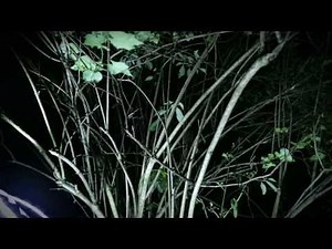 Hedley - Anything (Lyric Video)