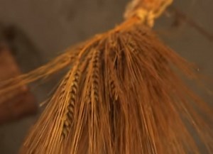 61 Catchy Non-GMO Slogans