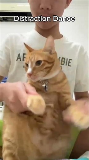 Distraction Dance 😺💃🏻 #shorts #viral #meme #cat