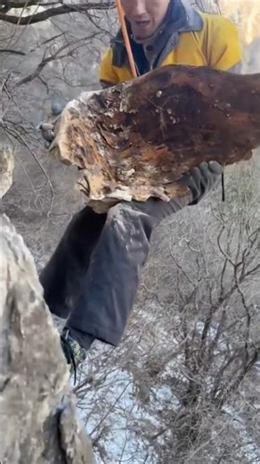 The process of collecting cypress trees from cliffs.