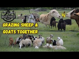 RAISING SHEEP AND GOATS TOGETHER
