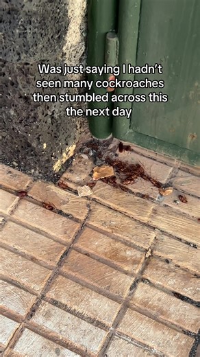 Encountering Cockroaches in Lanzarote