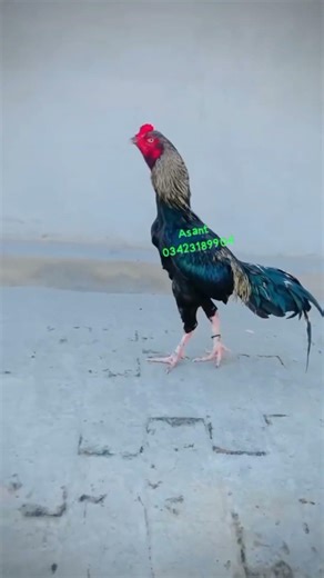 8 full high breader########################aseelmurga