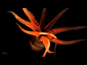 Life in the Aphotic Zone