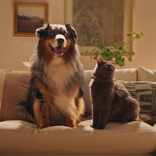 Give your pet exceptional nutrition with Purina Pro Plan & Chewy. Save 50% on your first Autoship order. Terms apply. | Chewy