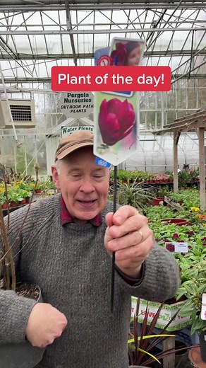 Plant of the day Magnolia “Genie” large shrub to small tree with cup shaped wine flowers. Position out of early morning sun. Planting time is from now , available in webshop https://pergolanurseries.ecwid.com ALL IRELAND DELIVERY 🚚 (32 Counties) WEBSHOP https://pergolanurseries.ecwid.com Pergola Nurseries Garden Corner, Virginia Co Cavan A gardeners oasis of quality plants Open Tuesday to Saturday 10.30-5.30 Open Sundays 2-5.30#gardening #gardeningtips #foryou #plantsforyou #foryou #plantsforyo