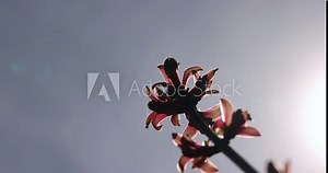the first leaves on a red maple in early spring, the first foliage of a red maple in the park illuminated by sunlight