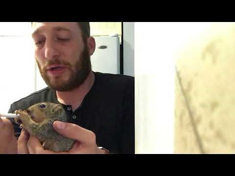 What to do if you find an injured baby squirrel - google “wildlife center near me” call for help