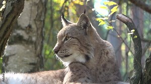 Luchs, Europäischer Luchs, Lynx, Pinselohren, Wildkatze, Wildtier, Verhalten, 4K