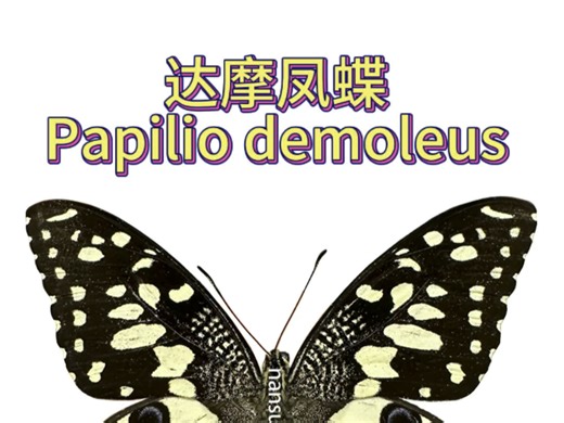 达摩凤蝶 Papilio demoleus