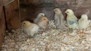 Hatching ducklings naturally without using an incubator
