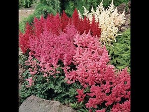 Astilbe A Shade Loving Perennial Cut Flower | How to grow a year round cut flower garden ~ Ep 28
