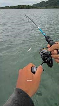 Barracudas are not safe here😂 #fishing #dawnreal #fishing #fishingmania