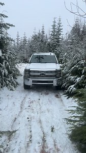 We found this perfectly imperfect Christmas tree on a unit prepared for PCT. Pre-commercial thinning (PCT) is a forest-management practice used in young, overcrowded stands—usually before the trees have commercial value. Its main purposes are: 1. Reduce Competition Too many trees in a stand compete for sunlight, water, and nutrients. PCT removes weaker, poorly formed, or slow-growing trees so the best ones thrive. 2. Improve Growth and Timber Quality By giving the remaining trees more space, the