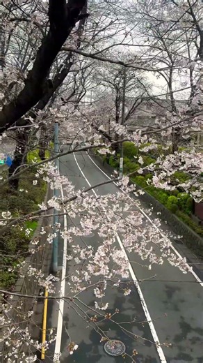 名曲の舞台、田園調布の桜坂。赤い橋を彩る桜のアーチ。 The iconic red bridge and cherry blossom arch of Sakurazaka.