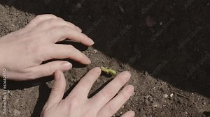 female hands carefully plant seed sprout in brown soil ground. love for nature, subsistence farming, care conservation of environment save planet concept. close-up shot spring works gardening