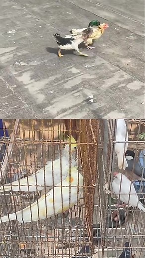 Duck and Hen love #chicken #Amazing #fyp #OMG #virals | Soul Of Birds