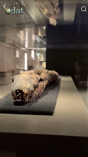 Mummified Nile crocodile from Ptolemaic Period at Musuem #mummified #crocodile #nile #museum #egypt