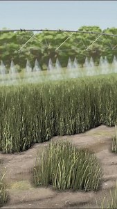 Irrigation mod in Farming Simulator 25 #farmingsimulator #fypシ #farmingsimulator25 #fyp | Farming.sim.clips