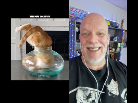 FUNNY CATS! A New Pet: Fishcat! #cats #shorts #funnycats