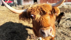 13 questions to ask before starting life on a small farm