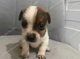Jack Russell puppies