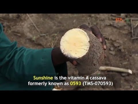 Cassava varieties - Cassava Matters Episode 9
