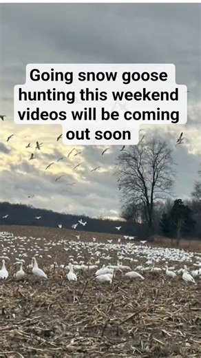go snow goose hunting for 1st time