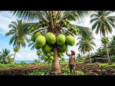 Growing Green Dwarf Coconuts for Fresh Water, Milk & Copra