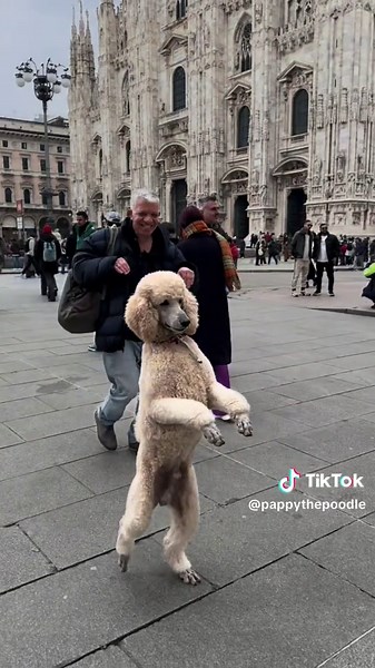 Pappy the Poodle's Funny Adventure in Italy