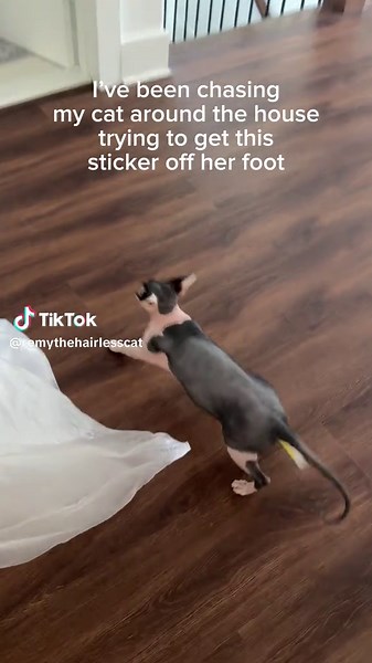 why are cats like this #sillycats #cats #sphynxcat #funnycat