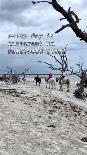 horseback riding on the beach at Driftwood Beach on Jekyll Island, soaking up nature’s beauty, good news Clam Creek bridge has reopened #horsebackriding #horsesonthebeach #jekyllisland #clamcreek #driftwoodbeach