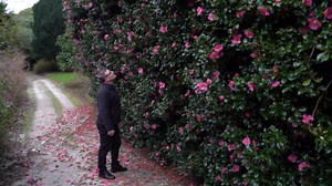 England's only tea plantation records highest flower count due to warm weather