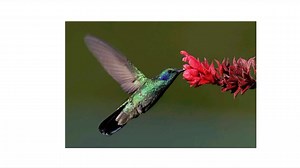 9.5K views · 868 reactions | Grade 12 Biology, Chapter 1, Introduction to Biology, Theme 1 Grade 12 Biology online သင်တန်းအကြောင်း https://m.facebook.com/story.php?story_fbid=700744272063412&id=100063835366257&mibextid=CDWPTG | Dr. Chit Ye Zaw | Facebook