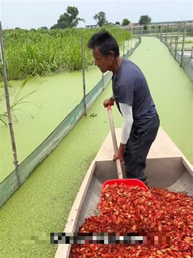 Crayfish Feeding Habits Explained