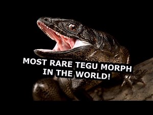 The most rare tegu morph in the world!