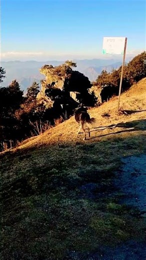 Dog Howling Like a Wolf in the Mountains 🐺🐕🔥 #dog #dogshorts #pets #animals #wildanimals #himalayas
