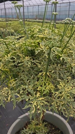 Cnidoscolus aconitifolius 乌头叶花棘麻/树菠菜，南美洲和东南亚都叫chaya。大戟科植物，绿色的树菠菜顶芽是东南亚一种很受欢迎的蔬菜。#绿植推荐 #精品苗木 #植物分享 #绿植盆栽